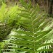 Southern Shield Fern